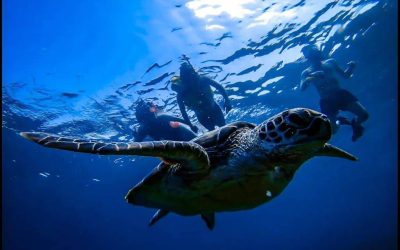 Snorkeling Trip at Gili Island by Glass Bottom Boat